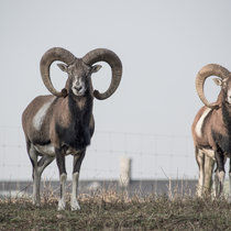 Widder im November 2017 Widder im November 2017