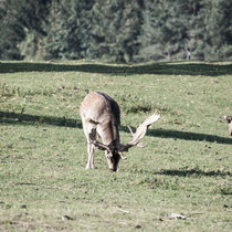 Damwildbrunft Damwildbrunft