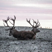 Pommernhirsche im Winter Pommernhirsche im Winter