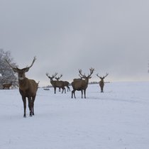 Pommern im Februar 2018 Pommern im Februar 2018