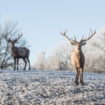 Pommernhirsche März 2018 Pommernhirsche März 2018
