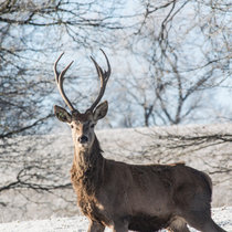 Pommernhirsche März 2018 Pommernhirsche März 2018