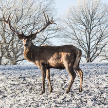 Pommernhirsche März 2018 Pommernhirsche März 2018