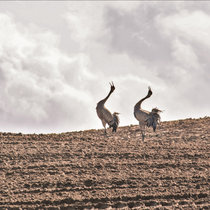 Pommernhirsche April 2018 Pommernhirsche April 2018