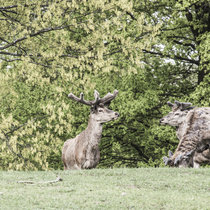 Pommernhirsche Mai 2018 Pommernhirsche Mai 2018