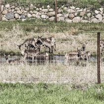 Pommernhirsche Mai 2018 Pommernhirsche Mai 2018