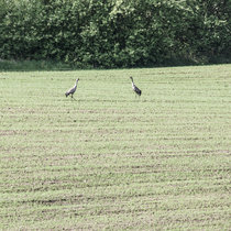 Pommernhirsche Mai 2018 Pommernhirsche Mai 2018