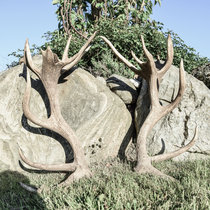 Pommernhirsche Juni 2018 Pommernhirsche Juni 2018