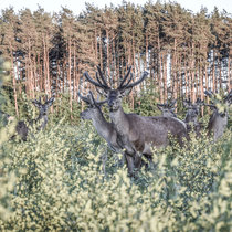 Pommernhirsche Juni 2018 Pommernhirsche Juni 2018
