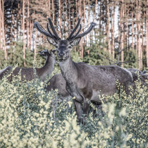 Pommernhirsche Juni 2018 Pommernhirsche Juni 2018