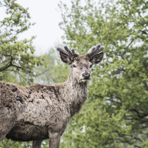 Pommernhirsche 2018 Pommernhirsche 2018