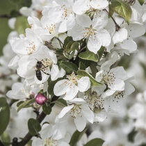 Pommernhirsche 2018 Pommernhirsche 2018
