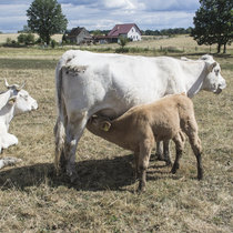 Pommernhirsche August Pommernhirsche August