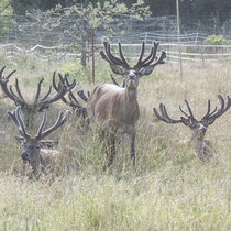 Pommernhirsche August Pommernhirsche August