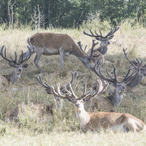 Pommernhirsche August Pommernhirsche August
