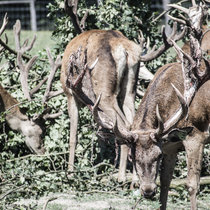 Pommernhirsche September 2018 Pommernhirsche September 2018