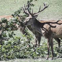 Pommernhirsche September 2018 Pommernhirsche September 2018