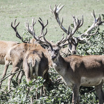 Pommernhirsche September 2018 Pommernhirsche September 2018