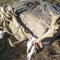 Pommernhirsche Oktober 2018 Pommernhirsche Oktober 2018