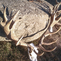 Pommernhirsche Oktober 2018 Pommernhirsche Oktober 2018