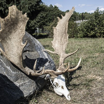 Pommernhirsche Oktober 2018 Pommernhirsche Oktober 2018