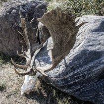 Pommernhirsche Oktober 2018 Pommernhirsche Oktober 2018