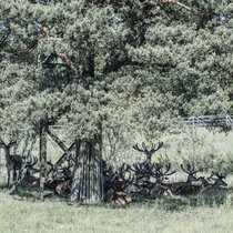 Pommernhirsche Juni 2019 Juni 2019