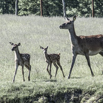 Pommernhirsche Juni 2019 Juni 2019