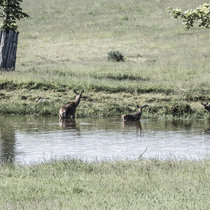Pommernhirsche Juni 2019 Juni 2019