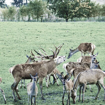 Rotwild Brunft Oktober 2019 Rotwild Brunft Oktober 2019