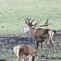 Rotwild Brunft Oktober 2019 Rotwild Brunft Oktober 2019