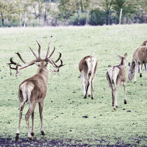 Rotwild Brunft Oktober 2019 Rotwild Brunft Oktober 2019