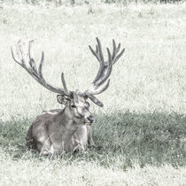 Unser Rotwild im August 2021. August21