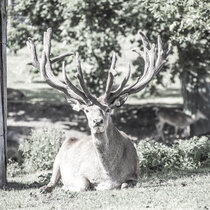 Unser Rotwild im August 2021. August21