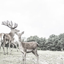 Unser Rotwild im August 2021. August21