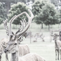 Unser Rotwild im August 2021. August21