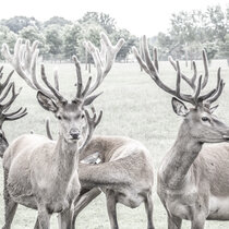 Unser Rotwild im August 2021. August21