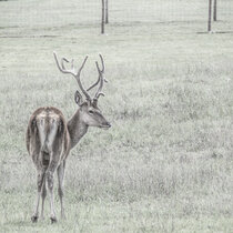 Unser Rotwild im August 2021. August21