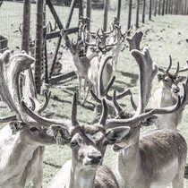 Unser Damwild im August 2021. August21