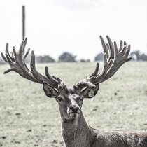 Unser Rotwild im August 2021. August21