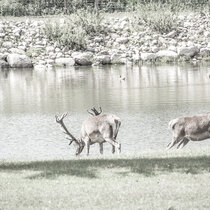 Unser Rotwild im August 2021. August21