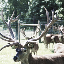 Rotwild Juli 22 Rotwild Juli 22