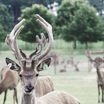 Rotwild Juli 22 Rotwild Juli 22