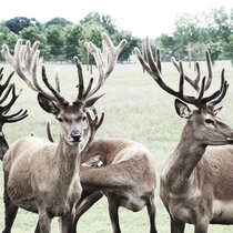 Rotwild Juli 22 Rotwild Juli 22