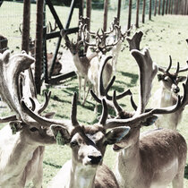 Damwild Juli 22 Damwild Juli 22