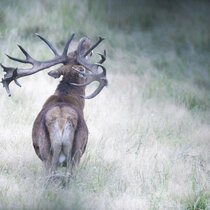 Rotwildbrunft 2024 Rotwildbrunft 2024