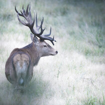 Rotwildbrunft 2024 Rotwildbrunft 2024