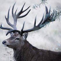 Rotwildbrunft 2024 Rotwildbrunft 2024