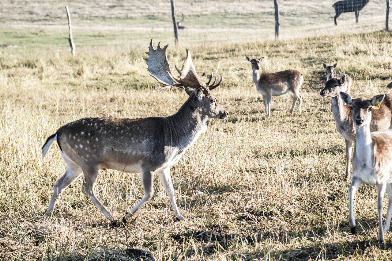 Damhirsch