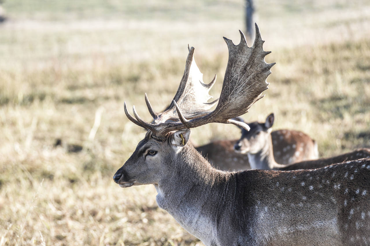 fallow deer, pic1